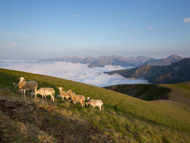 Greg Terra Photo Pastoralisme Portet3