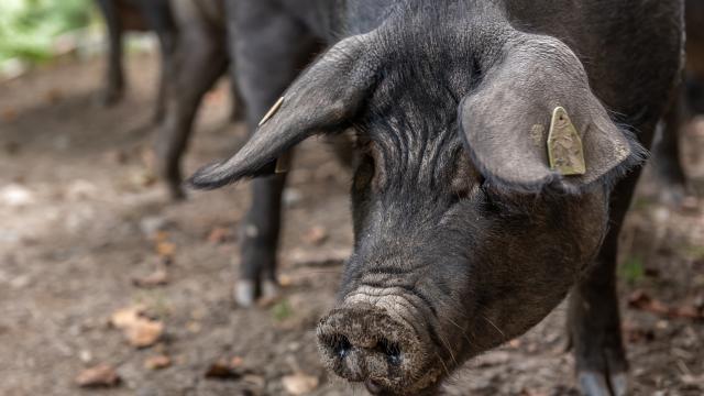 Saint Lary Foehnphoto Cochon Noir