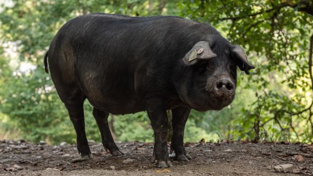 Saint Lary Foehnphoto Cochon Noir2