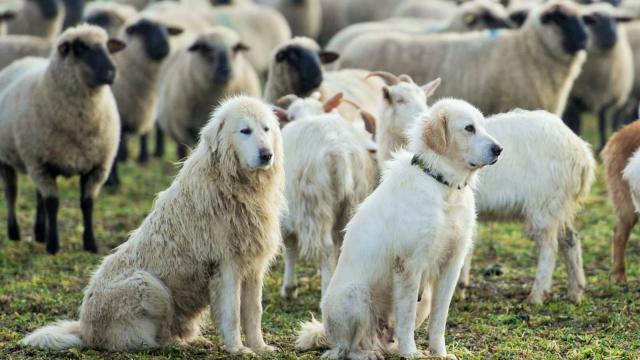 Les Chiens Des Pyerenes