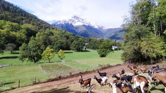 Chevrerie De Gouaux2