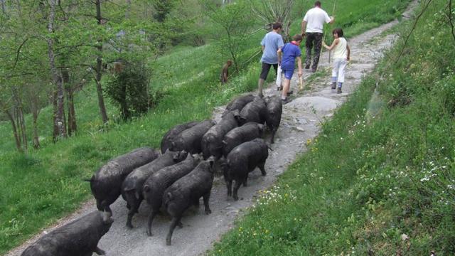 La Vignécoise Montée Des Porc Noir à La Pale