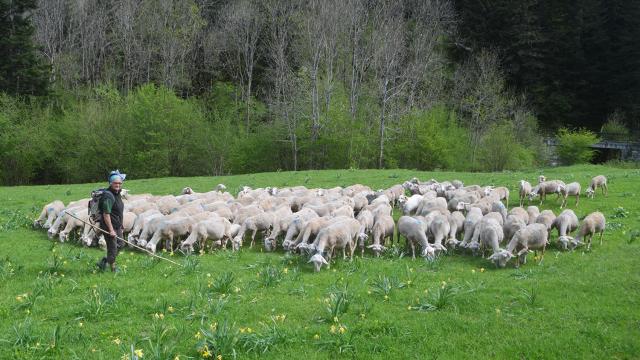 Outdoor herd