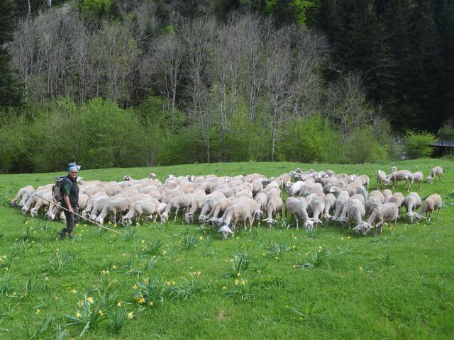 Outdoor herd