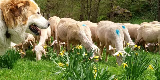 Granja de ovejas y perros Des Carlines