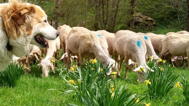 brebis-et-chien-ferme-des-carlines.jpg