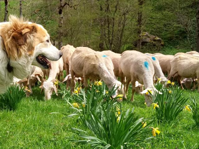 Granja de ovejas y perros Des Carlines