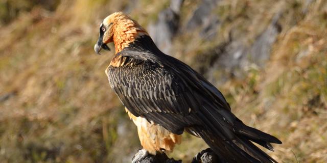 00013800© L. Nédélec- Parque Nacional de los Pirineos