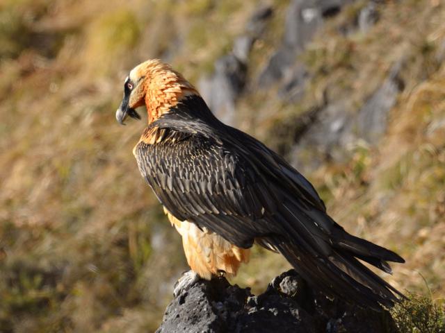 Gypaète Barbu