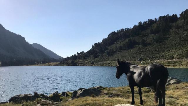 Chevaux Lac D'aumar