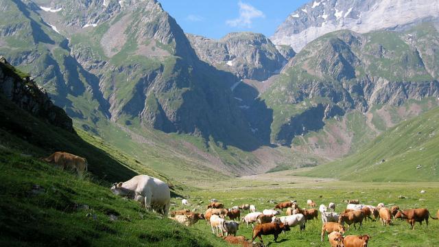 Vache Vallée De La Géla