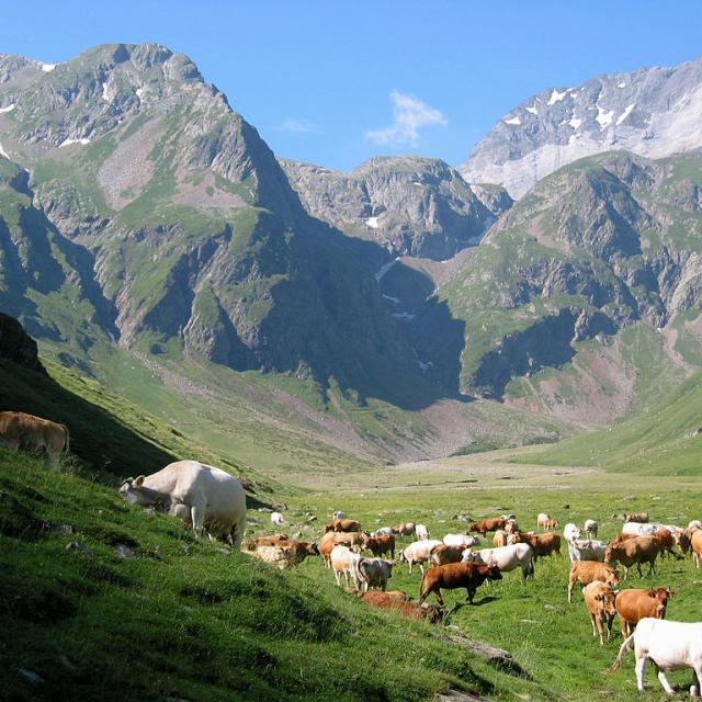 valle de las vacas de gela