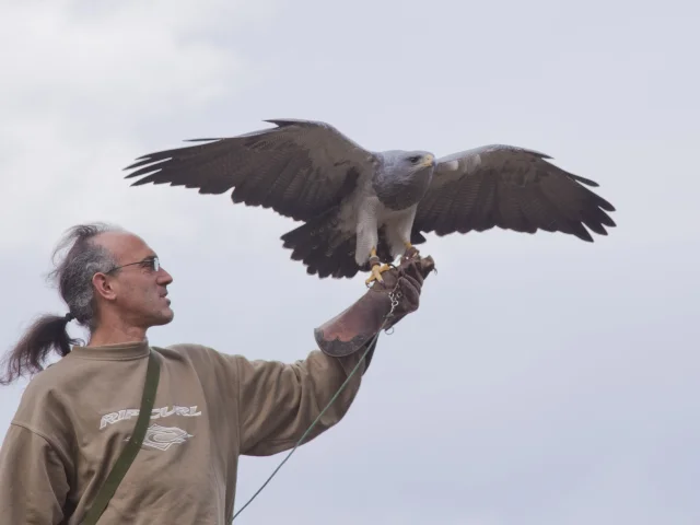 Les Aigles Daure Arreau 5