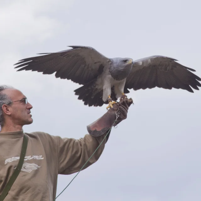 Les Aigles Daure Arreau 5